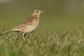 Tuyến đường di cư mới của loài chim