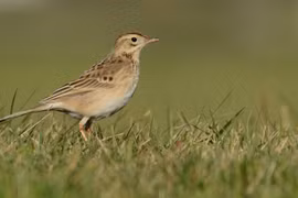 Tuyến đường di cư mới của loài chim