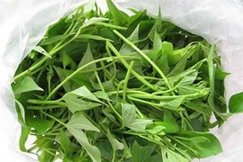 Lá khoai lang có hoạt tính chống ung thư