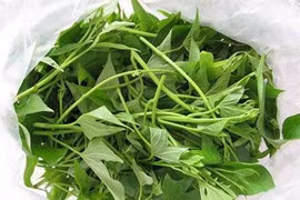 Lá khoai lang có hoạt tính chống ung thư