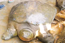 Lên kế hoạch bảo vệ rùa Hoàn Kiếm