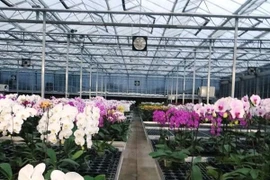 Hoa lan đẹp nhờ đèn led