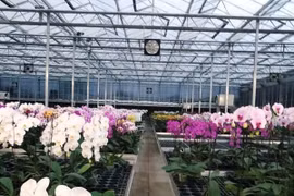 Hoa lan đẹp nhờ đèn led