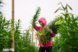 Nhộn nhịp trên cánh đồng hoa loa kèn chính vụ đang thu hoạch ở Hà Nội