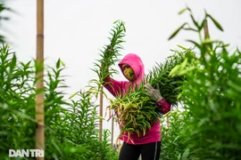 Nhộn nhịp trên cánh đồng hoa loa kèn chính vụ đang thu hoạch ở Hà Nội