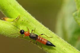 Kiến ba khoang không chủ động đốt người