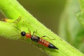 Kiến ba khoang không chủ động đốt người