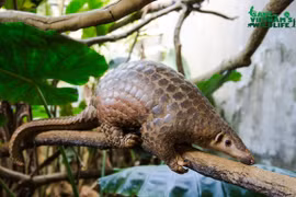 Tê tê sắp tuyệt chủng ở Việt Nam