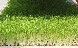 Trồng rau mầm không cần giá thể