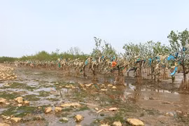 Hướng đến năm 2030 giảm 75% rác thải nhựa trên biển