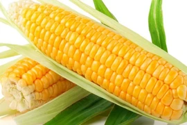 Châu Âu cấp phép 10 sự kiện biến đổi gene