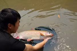 Sinh sản nhân tạo cá bỗng Hà Giang