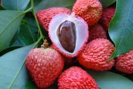 Bài thuốc dân gian trị quai bị hiệu quả