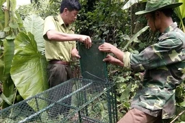 Tái thả động vật hoang dã đúng cách