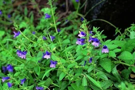 Nhân trần giảm tác hại của rượu đến gan