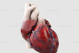 In sinh học mô tim co bóp được 