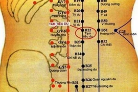 Các huyệt có tác dụng trị bệnh đường tiêu hóa, tiết niệu