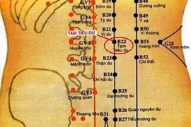 Các huyệt có tác dụng trị bệnh đường tiêu hóa, tiết niệu