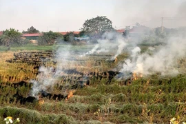 Giảm tình trạng ô nhiễm không khí không đốt rơm rạ sau thu hoạch