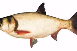 Cá mè trắng chữa suy nhược