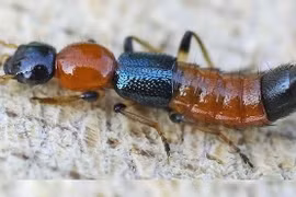 Chỉ kiến ba khoang cái mới có độc tố