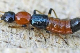 Chỉ kiến ba khoang cái mới có độc tố