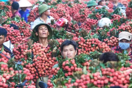 Bắc Giang ban hành kịch bản tiêu thụ 180 nghìn tấn vải thiều trong dịch COVID -19