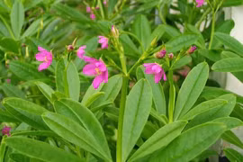 Sâm đất tốt cho người loãng xương