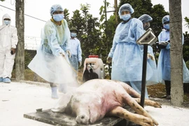 Covid-19 lây sang người do dịch tả lợn bùng phát ở Trung Quốc?