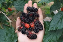 Quả dâu chín chữa liệt dương, tinh trùng suy giảm