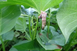 Chế phẩm sinh học diệt sâu an toàn