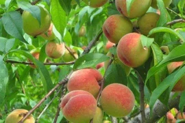 Ăn đào trị hen suyễn