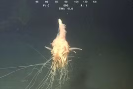 Phát hiện sinh vật kì lạ dưới biển sâu 1.300m