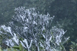 Sương muối không mặn