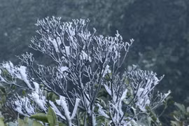 Sương muối không mặn