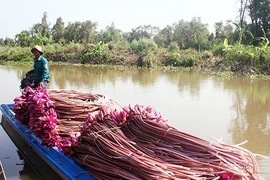 Tài nguyên nước đồng bằng sông Cửu Long suy thoái cả lượng và chất
