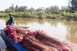 Tài nguyên nước đồng bằng sông Cửu Long suy thoái cả lượng và chất