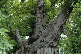 Cây cổ thụ chứa nguồn gene quý