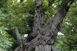 Cây cổ thụ chứa nguồn gene quý