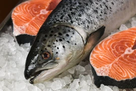 Cá hồi Sa Pa giảm giá sâu, còn 110.000 đồng/kg