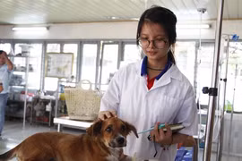  Kiến nghị "trả lại tên" bác sĩ thú y để sinh viên không thiệt thòi