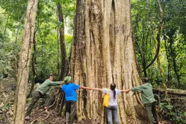 Bằng lăng 600 năm tuổi là cây di sản Việt Nam