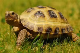  Mai rùa hình thành do môi trường nước