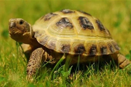  Mai rùa hình thành do môi trường nước