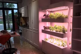 Vườn cây trong nhà