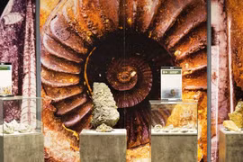 Hóa thạch cổ niên đại 2,9 tỷ năm thu hút giới khoa học