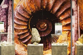 Hóa thạch cổ niên đại 2,9 tỷ năm thu hút giới khoa học