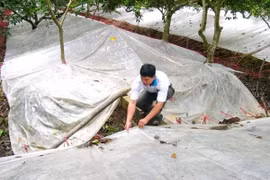 Giải pháp chống thoát nước cho cây trồng