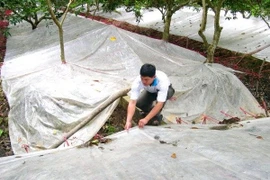 Giải pháp chống thoát nước cho cây trồng