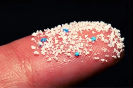 Hạt vi nhựa xuất hiện nhiều trong cá biển châu Á